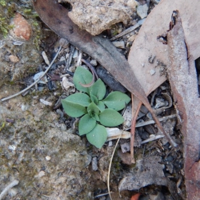 Speculantha rubescens (Blushing Tiny Greenhood) at Aranda Bushland - 16 May 2016 by CathB