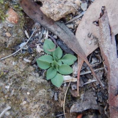 Speculantha rubescens (Blushing Tiny Greenhood) at Molonglo Valley, ACT - 16 May 2016 by CathB