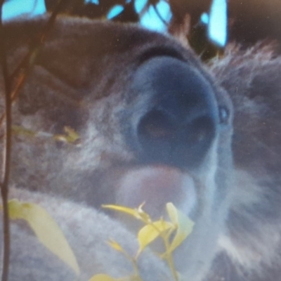 Phascolarctos cinereus (Koala) at  - 17 May 2016 by Murph