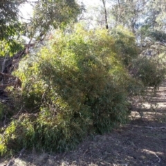 Eucalyptus aggregata (Black Gum) at Mount Majura - 13 May 2016 by waltraud