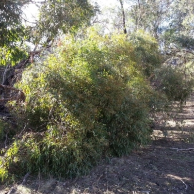 Eucalyptus aggregata (Black Gum) at Watson, ACT - 13 May 2016 by waltraud