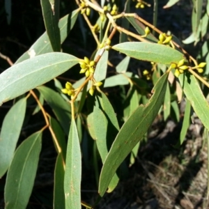 Eucalyptus aggregata at Watson, ACT - 13 May 2016 10:18 AM