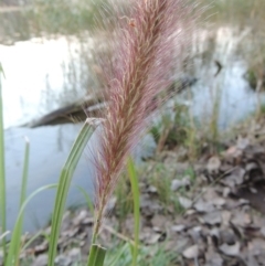 Cenchrus purpurascens (Swamp Foxtail) at Lake Burley Griffin West - 16 May 2016 by michaelb