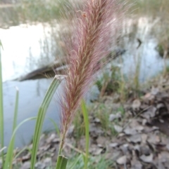 Cenchrus purpurascens (Swamp Foxtail) at Canberra Central, ACT - 16 May 2016 by michaelb