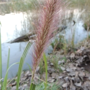 Cenchrus purpurascens at Canberra Central, ACT - 16 May 2016