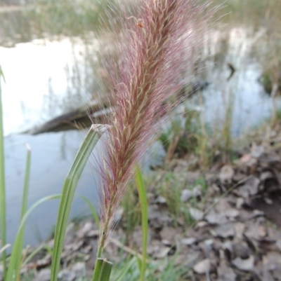 Cenchrus purpurascens (Swamp Foxtail) at Canberra Central, ACT - 16 May 2016 by michaelb