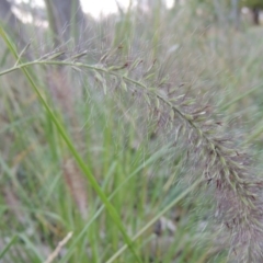 Cenchrus purpurascens at Canberra Central, ACT - 16 May 2016 06:32 PM