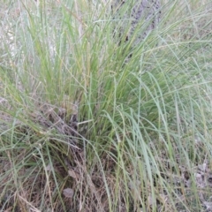 Cenchrus purpurascens at Canberra Central, ACT - 16 May 2016