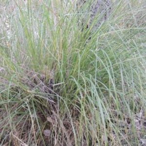 Cenchrus purpurascens at Canberra Central, ACT - 16 May 2016