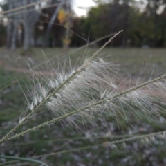 Cenchrus purpurascens at Canberra Central, ACT - 16 May 2016