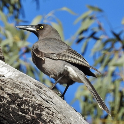 Strepera versicolor (Grey Currawong) at Paddys River, ACT - 17 May 2016 by JohnBundock