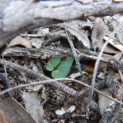 Acianthus collinus (Inland Mosquito Orchid) at Aranda, ACT - 18 May 2016 by CathB