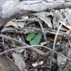 Acianthus collinus at Aranda, ACT - 18 May 2016