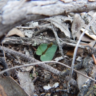 Acianthus collinus (Inland Mosquito Orchid) at Aranda, ACT - 18 May 2016 by CathB