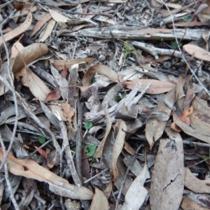 Acianthus collinus at Aranda, ACT - 18 May 2016