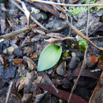 Eriochilus cucullatus (Parson's Bands) at Aranda Bushland - 18 May 2016 by CathB