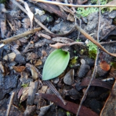 Eriochilus cucullatus (Parson's Bands) at Aranda, ACT - 18 May 2016 by CathB