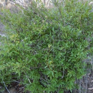 Billardiera heterophylla at Aranda, ACT - 18 May 2016