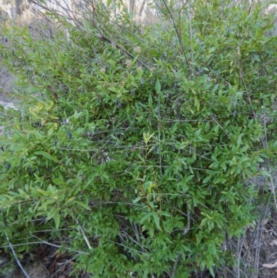 Billardiera heterophylla (Western Australian Bluebell Creeper) at Aranda, ACT - 18 May 2016 by CathB