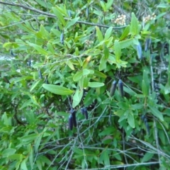 Billardiera heterophylla at Aranda, ACT - 18 May 2016 03:46 PM