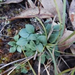Speculantha rubescens (Blushing Tiny Greenhood) at Aranda, ACT - 18 May 2016 by CathB