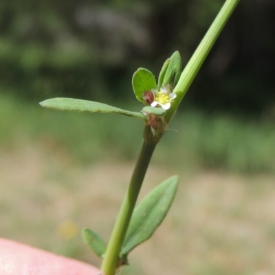 Polygonum aviculare (Wireweed) at Point Hut to Tharwa - 17 Feb 2016 by michaelb