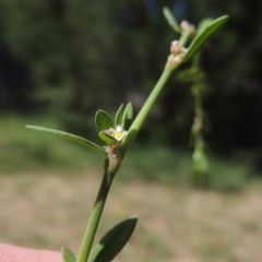 Polygonum aviculare at Paddys River, ACT - 17 Feb 2016 11:41 AM