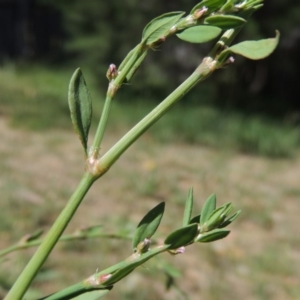 Polygonum aviculare at Paddys River, ACT - 17 Feb 2016