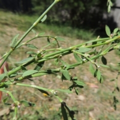 Polygonum aviculare at Paddys River, ACT - 17 Feb 2016