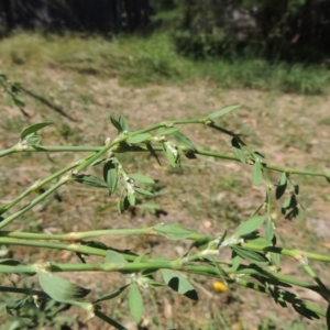 Polygonum aviculare at Paddys River, ACT - 17 Feb 2016