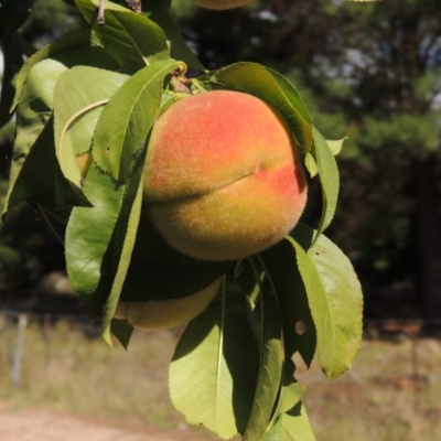 Prunus persica (Peach, Nectarine) at Chisholm, ACT - 17 Feb 2016 by MichaelBedingfield