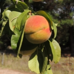 Prunus persica (Peach) at Tuggeranong Pines - 17 Feb 2016 by michaelb