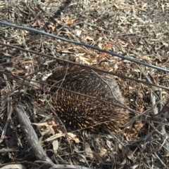 Tachyglossus aculeatus (Short-beaked Echidna) at Mount Majura - 13 May 2016 by AaronClausen