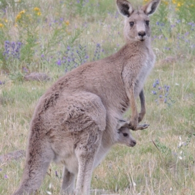 Macropus giganteus (Eastern Grey Kangaroo) at Urambi Hills - 20 Nov 2013 by MichaelBedingfield