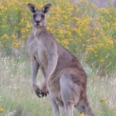 Macropus giganteus (Eastern Grey Kangaroo) at Urambi Hills - 20 Nov 2013 by MichaelBedingfield