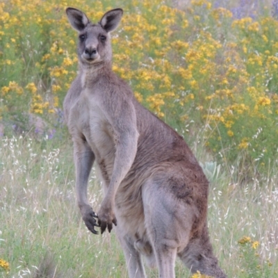 Macropus giganteus (Eastern Grey Kangaroo) at Urambi Hills - 20 Nov 2013 by michaelb