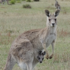 Macropus giganteus (Eastern Grey Kangaroo) at Rendezvous Creek, ACT - 2 Feb 2015 by MichaelBedingfield