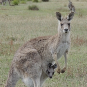 Macropus giganteus at Rendezvous Creek, ACT - 2 Feb 2015 06:38 PM