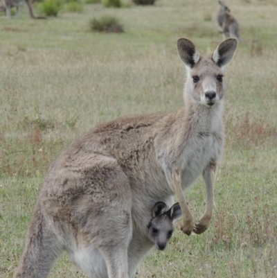 Macropus giganteus (Eastern Grey Kangaroo) at Namadgi National Park - 2 Feb 2015 by michaelb