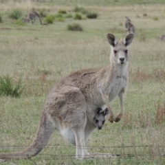 Macropus giganteus at Rendezvous Creek, ACT - 2 Feb 2015 06:38 PM