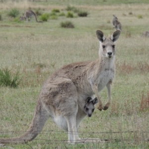 Macropus giganteus at Rendezvous Creek, ACT - 2 Feb 2015 06:38 PM