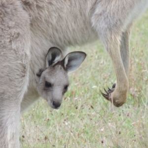 Macropus giganteus at Rendezvous Creek, ACT - 2 Feb 2015 06:38 PM