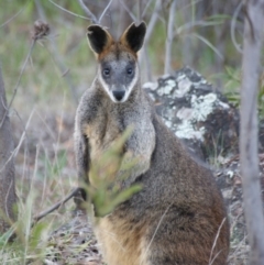 Wallabia bicolor (Swamp Wallaby) at Red Hill, ACT - 26 Sep 2015 by roymcd