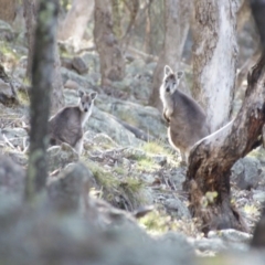 Osphranter robustus (Wallaroo) at Symonston, ACT - 16 Aug 2015 by roymcd