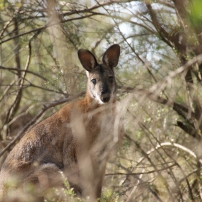 Notamacropus rufogriseus (Red-necked Wallaby) at Red Hill Nature Reserve - 27 Mar 2016 by roymcd