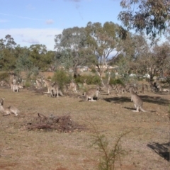 Macropus giganteus (Eastern Grey Kangaroo) at Watson, ACT - 12 May 2016 by waltraud