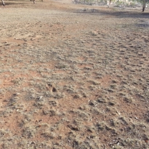 Macropus giganteus at Watson, ACT - 13 May 2016