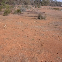 Macropus giganteus at Watson, ACT - 13 May 2016