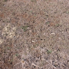 Macropus giganteus at Watson, ACT - 13 May 2016