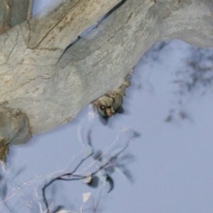 Petaurus notatus at Red Hill, ACT - 27 Sep 2015